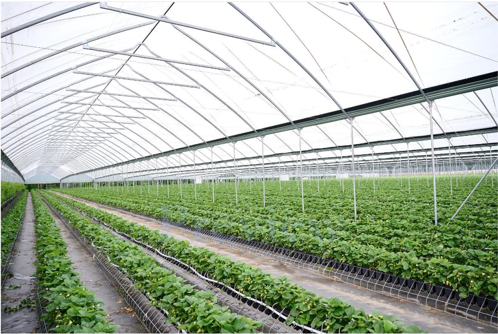 Interior of a commercial greenhouse with rows of strawberry plants, Nourse Farms project